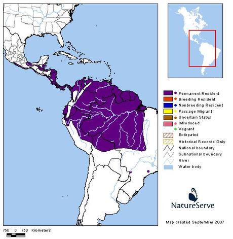 Picaflor picudo (Long-billed Starthroat) Heliomaster longirostris