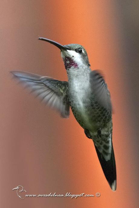 Picaflor picudo (Long-billed Starthroat) Heliomaster longirostris