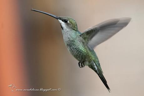 Picaflor picudo (Long-billed Starthroat) Heliomaster longirostris