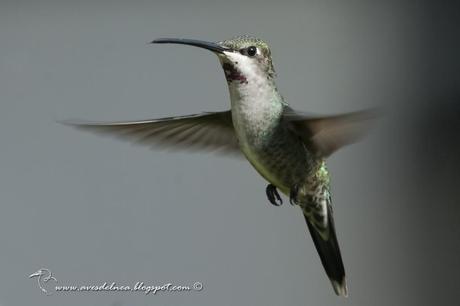 Picaflor picudo (Long-billed Starthroat) Heliomaster longirostris
