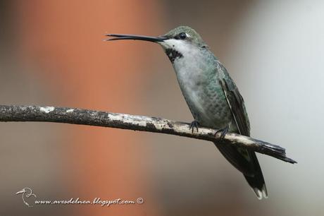 Picaflor picudo (Long-billed Starthroat) Heliomaster longirostris