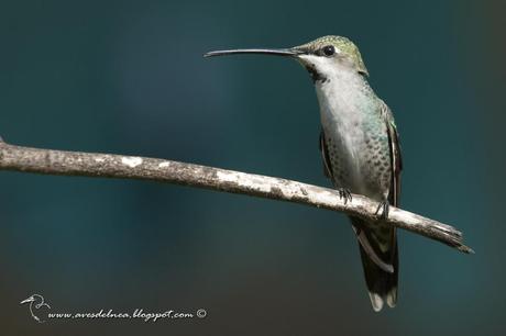 Picaflor picudo (Long-billed Starthroat) Heliomaster longirostris