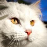 Qué implicaciones tiene esterilizar a una gata