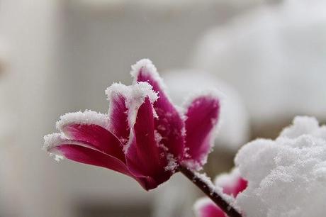 Hermana (Rosamund Lupton)