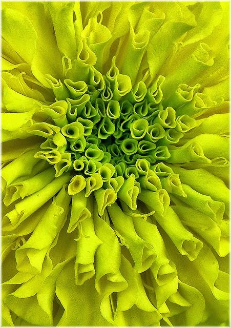 Hermana (Rosamund Lupton)