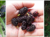 Maceta vidriada Frugal