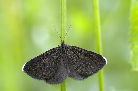 Para ampliar Odezia atrata (Linnaeus, 1758) hacer clic