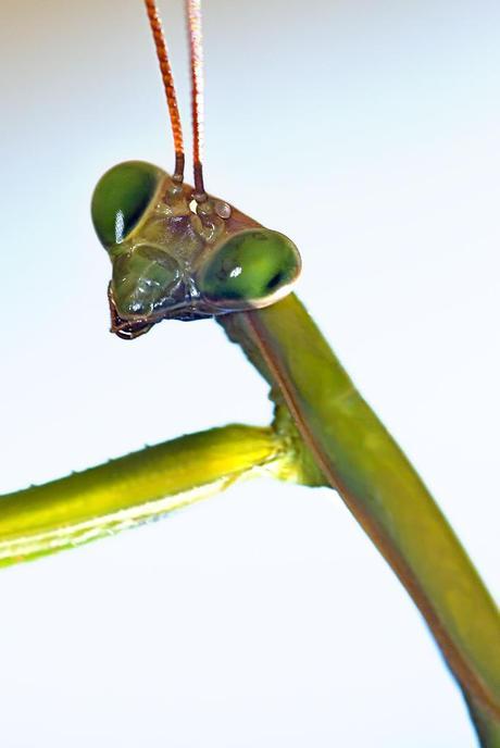 Para ampliar Mantis religiosa (Linnaeus, 1758) Santateresa hacer clic