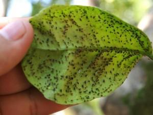 Cómo Combatir los Pulgones pulgon