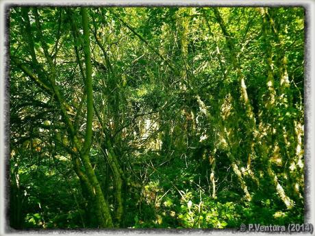 Tunel de la Engaña  ( 2ª Parte)