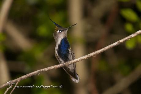 Picaflor copetón (Black breasted-Plovercrest) Stephanoxis lalandi