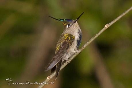 Picaflor copetón (Black breasted-Plovercrest) Stephanoxis lalandi