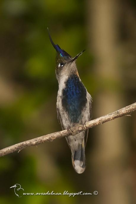 Picaflor copetón (Black breasted-Plovercrest) Stephanoxis lalandi
