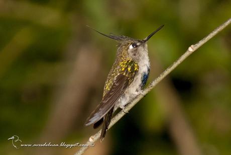 Picaflor copetón (Black breasted-Plovercrest) Stephanoxis lalandi