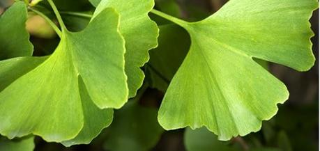 MI ÁRBOL FAVORITO: EL GINKGO BILOBA; ORIGEN Y PROPIEDADES ( ADEMÁS DE SU BELLEZA)