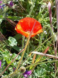 1044256_10200928087157349_1828778571_n