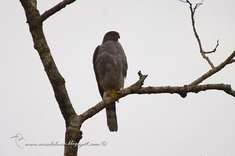Esparvero variado (Bicolored Hawk) Accipiter bicolor