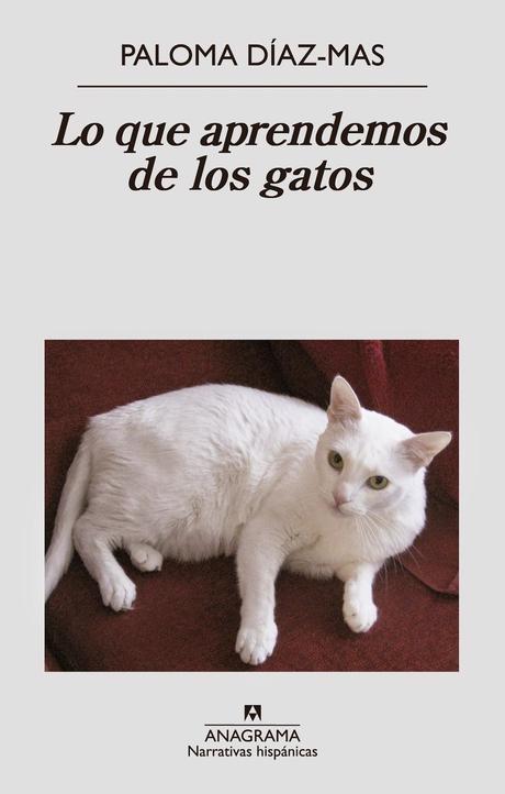 Lo que aprendemos de los gatos