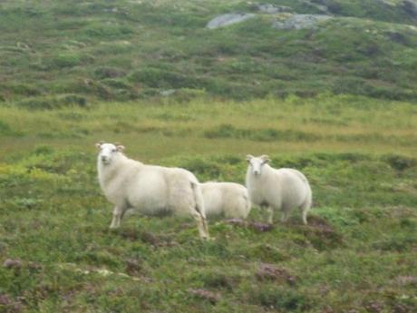 Ovejas en las carreteras de Islandia