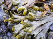 ALGA FUCUS ACTIVA METABOLISMO