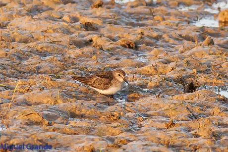 En la salida del Sábado pasado con mi amigo Ricardo Rodri...