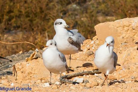 En la salida del Sábado pasado con mi amigo Ricardo Rodri...