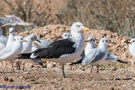 En la salida del Sábado pasado con mi amigo Ricardo Rodri...