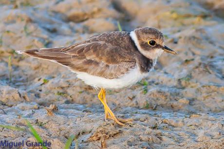 En la salida del Sábado pasado con mi amigo Ricardo Rodri...
