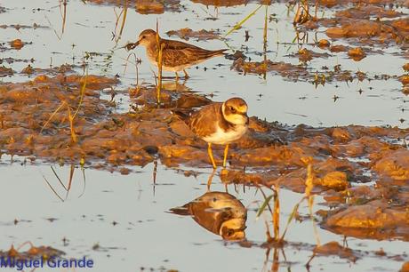 En la salida del Sábado pasado con mi amigo Ricardo Rodri...