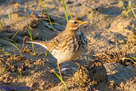 En la salida del Sábado pasado con mi amigo Ricardo Rodri...