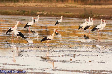 En la salida del Sábado pasado con mi amigo Ricardo Rodri...