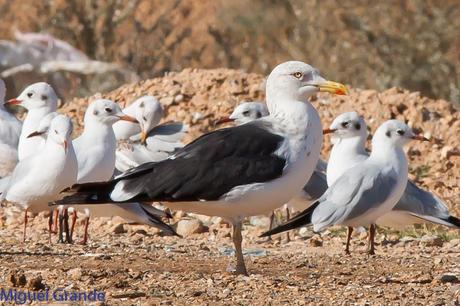 En la salida del Sábado pasado con mi amigo Ricardo Rodri...