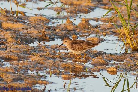 En la salida del Sábado pasado con mi amigo Ricardo Rodri...