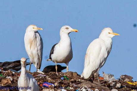 En la salida del Sábado pasado con mi amigo Ricardo Rodri...