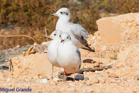 En la salida del Sábado pasado con mi amigo Ricardo Rodri...
