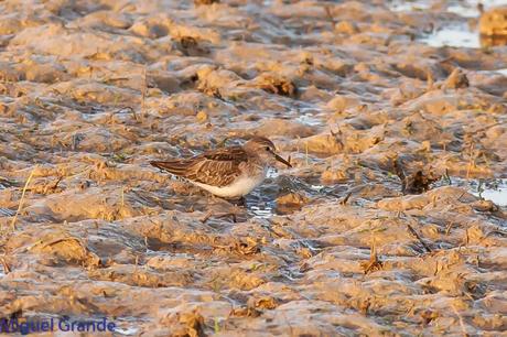 En la salida del Sábado pasado con mi amigo Ricardo Rodri...