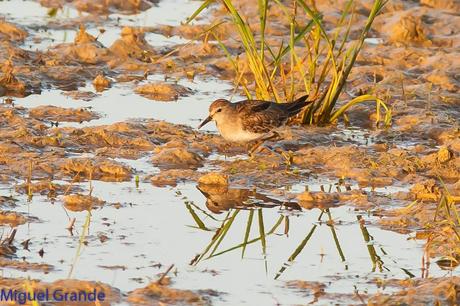 En la salida del Sábado pasado con mi amigo Ricardo Rodri...