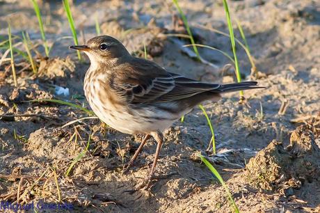 En la salida del Sábado pasado con mi amigo Ricardo Rodri...
