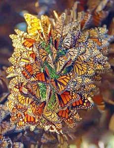La Mariposa Monarca y su belleza
