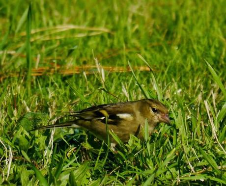 Los primeros pimpines