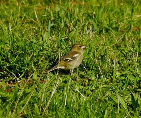 Los primeros pimpines