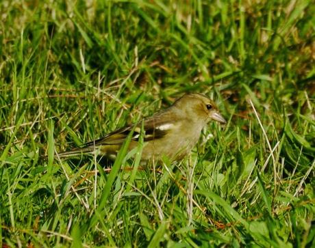 Los primeros pimpines