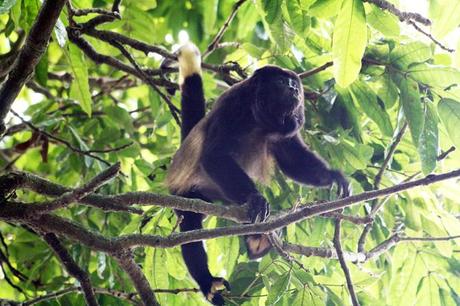 El mono aullador (Alouatta palliata mexicana), está en peligro de extinción en México./Eric Ameca y Juárez
