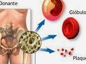 Regeneran Medula Osea Terapia Celular