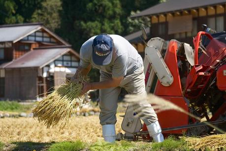 LA RUTA NIPONA: SHIRAKAWA-GO