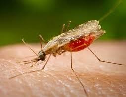 ¿Sabes qué es la Malaria?