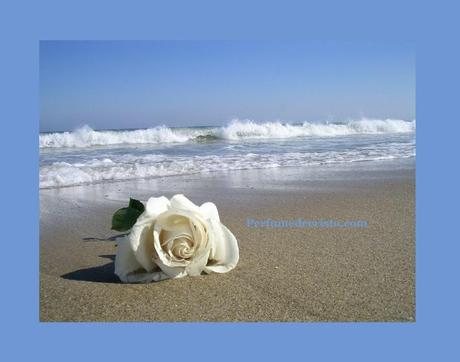 162851_180815918598183_170207219659053_616057_6070283_n