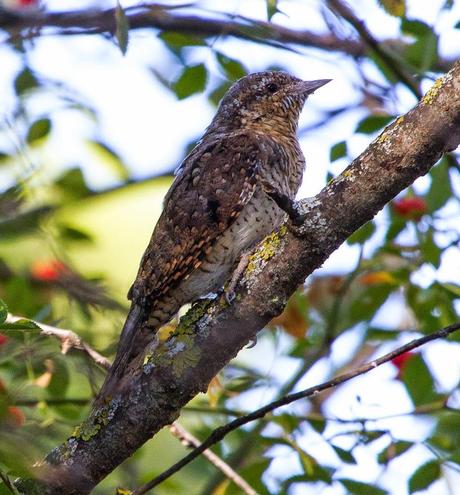 FAUNA ALAVESA: TORCECUELLO