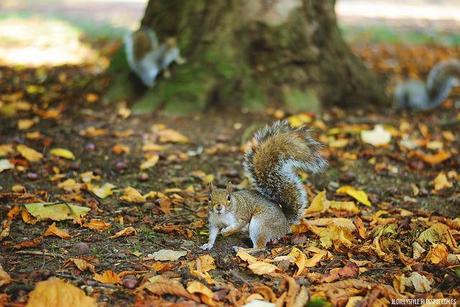 London: Southall Park lovelystyle (9)
