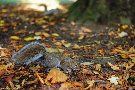 London: Southall Park lovelystyle (11)